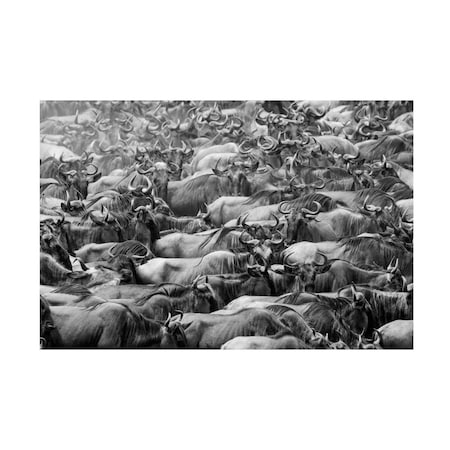 Henry Zhao 'Wildebeests' Canvas Art, 30x47